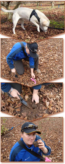 Truffle hunt progression.
